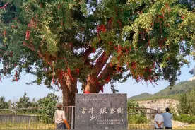 商丘最牛的六株古树，被当地人视为“神树”，树龄超过1000年图片