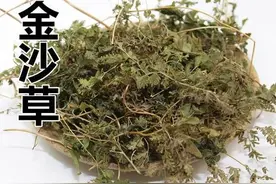 每日中药——海金沙图片