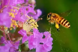 美图：“蜂恋花”还是“花恋蜂”？图片