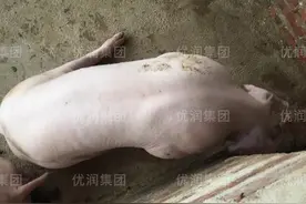 猪支原体与传胸为主的混合感染临床症状和预防方案？图片