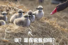 圆明园“冬至”宝宝最新萌照来袭！神秘“鹅爸爸”现身图片