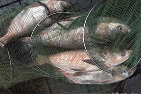 抛竿钓鲢鳙，装备选择决定鱼获，选错只能看别人上鱼图片
