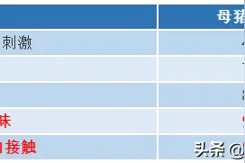 非瘟过后，缺母猪更缺公猪，公猪气味剂你知道使用吗？图片