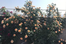 此款爬墙玫瑰，四季都开花，能打造花墙，好看又好养，阳台也能养图片