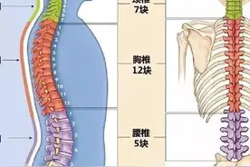 腰椎生理曲度变直的危害有多大？可以恢复吗？图片