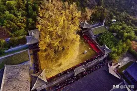西安及周边10大银杏观赏地，全攻略！你打卡过几处？图片