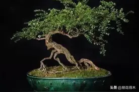 曾经消失近百年的濒危物种，果实晶莹色彩艳丽的小勾儿茶图片