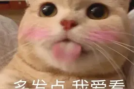 表情包：多发点，我爱看图片