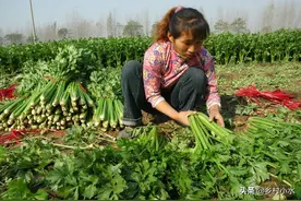 蔬菜招虫只知道喷农药？这4种农家老办法，效果比药强图片
