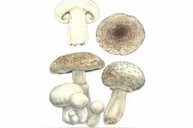 洋菇：第一种被投入大量生产的菇类，营养补给品是它?!图片