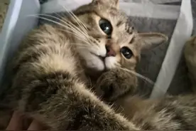 我的猫长期便秘，自己操作灌肠的经验分享图片