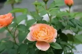 月季花苞显现，一点重要养护赶紧做，花苞生长快，花大色艳图片