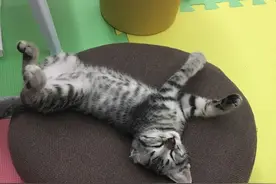 猫更喜欢男生还是女生，扎心了图片