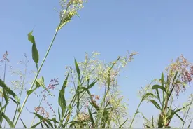 陈艳萍：故乡的高粱图片
