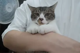 锤子哥照片合集图片
