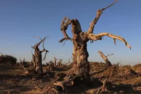 胡杨林真的是千年不死，死后千年不倒，倒后又千年不腐吗图片