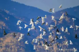 冬日精灵出没山东！又是一年候鸟季，画面美翻了！图片