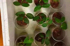 泡沫板怎么正确利用？设计裁剪一下，用来扦插提高成活率图片