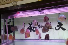 加入硝化细菌水质立刻清澈，只是鱼缸壁有很多絮状物，原因在哪？图片