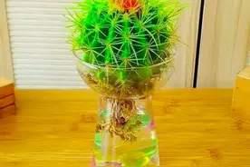 浇水太多会烂根的多肉，水培竟然也能长!图片