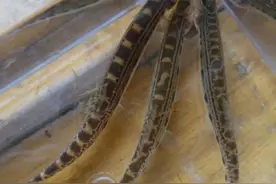 俗称“花泥鳅”我国特有鱼类，以前涨水后成群出没，现在1斤180元图片