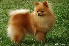 小巧玲珑的博美犬，毛绒绒的毛发就像移动的棉花糖，让人爱不释手图片