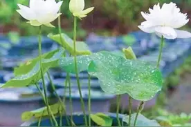 盆栽荷花如何栽培？只需掌握五个要点，荷花长得又快又美图片