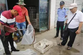 合肥查获700多条活体毒蛇！该怎么处理？被查获的毒蛇都去哪了？图片
