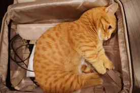 铲屎官收拾行李，转身发现行李箱被塞满，猫：带上我就够了图片