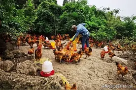 狡猾的鸡贩子，连哄带骗，坑你没商量。图片