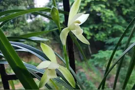 关于兰花的好奇，兰花叶子太长了修剪短一些有好处吗？图片