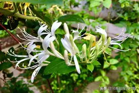 金银花“家族”再添新丁！河师大两个金银花新品种通过省中药材品种鉴定图片