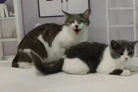 猫咪鉴赏（四）陪伴在我们身边的小精灵——猫猫五官图片