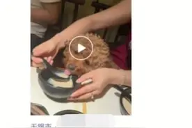 女子用餐厅勺子舀汤喂宠物狗 店方：发现后扔了餐具图片