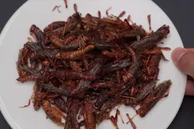 蝗虫入侵？网友说：“保证吃到它灭绝！”图片