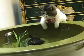 肺炎疫情期间猫主子的娱乐图片