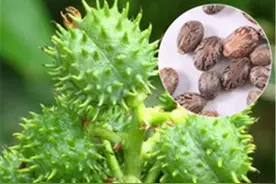 被美国列为战略物资，我国农村常见的蓖麻，究竟有什么用途？图片