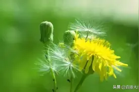 长期用蒲公英泡水喝有什么坏处？3个不良影响，需要提前了解图片