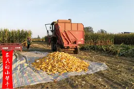算一笔账：卖湿玉米棒和干玉米粒哪种划算？数据做对比，别卖亏了图片