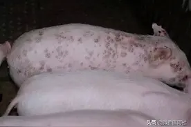 圆环病毒2型感染对猪瘟疫苗免疫效果的抑制作用图片