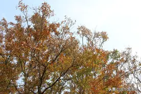 寒衣节祭祖，过去墓碑上常见的“处士”应该作何解释？图片