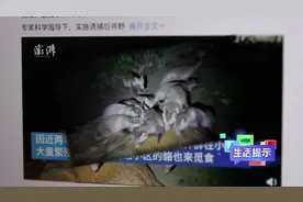 扩散提醒！小区随意撒倒猫狗粮有风险图片