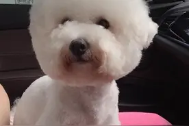 狗狗胆小怎么办？宠物专家告诉你，千万不要在这种情况招惹它图片