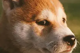 狗狗也有冠状病毒，你们知道吗？图片