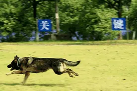 二哈在云南做警犬会是什么样？把特警队都“拆”了…图片