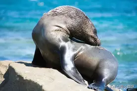 海豹海狮我傻傻分不清图片