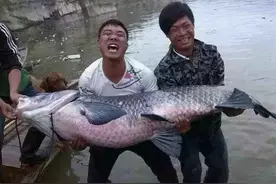 青鱼比草鱼好吃，为什么大家不养？图片