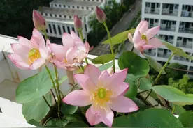 开春种上3种花，丢水里就能活，好养好看还干净，一次开花数十朵图片