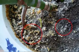 花盆里长出“白碱”不是好事，对花草危害大，学会这5个处理方法图片