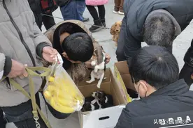 深圳珠海相继禁食猫狗肉，小镇和农村的狗市会受到什么影响？图片